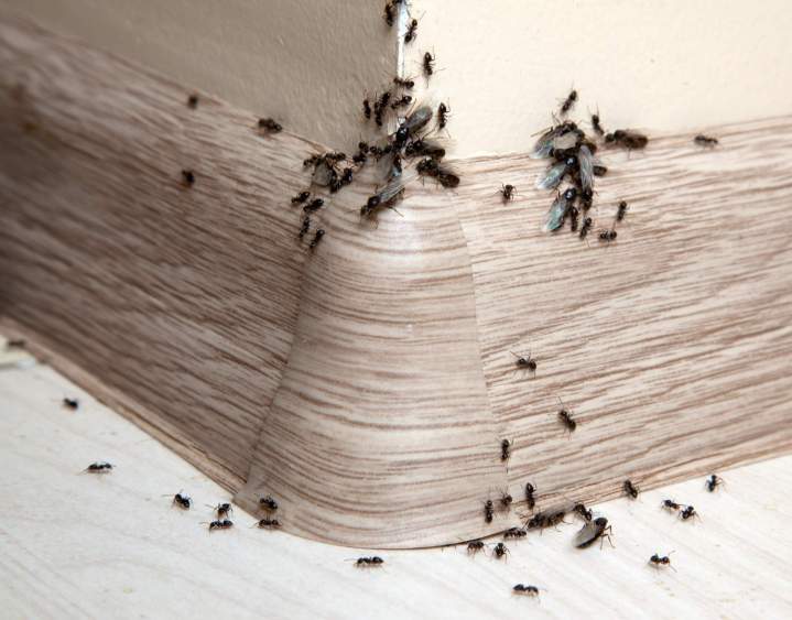 Contamination fourmis Le Havre