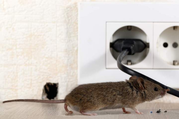 Souris cuisine Le Havre