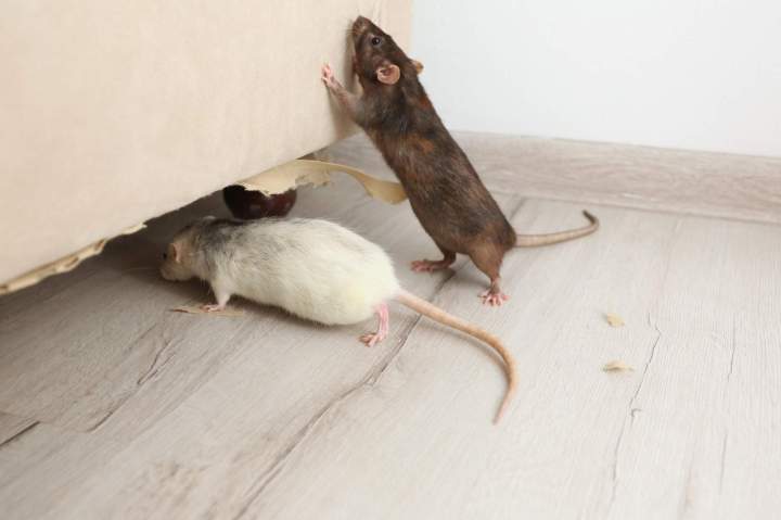 Rat Le Havre