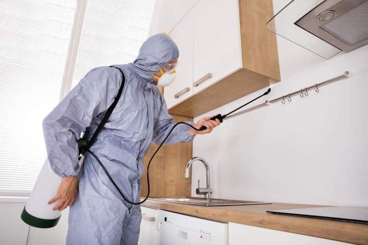 Technicien lutte antiparasitaire Le Havre