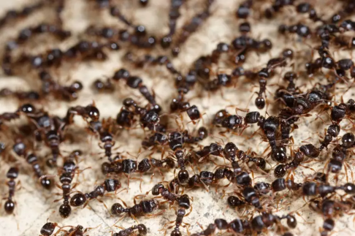 Solutions durables pour contrôler les fourmis