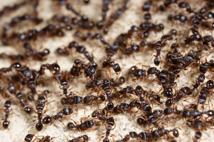 Fourmis Le Havre
