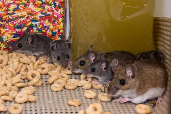 Dégâts souris Le Havre