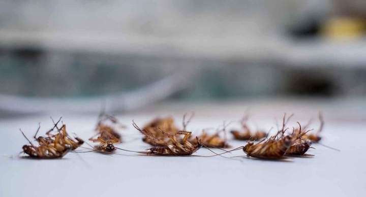 Extermination d'insectes Le Havre